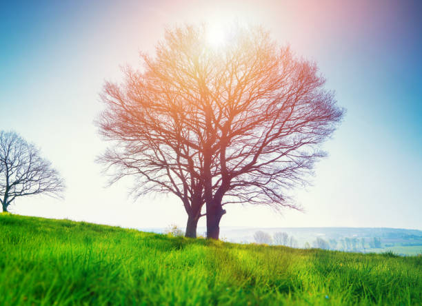 Sunrise at a country road with a blooming tree during springtime
