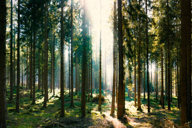 istock Silent Forest in spring with beautiful bright sun rays 1082958650