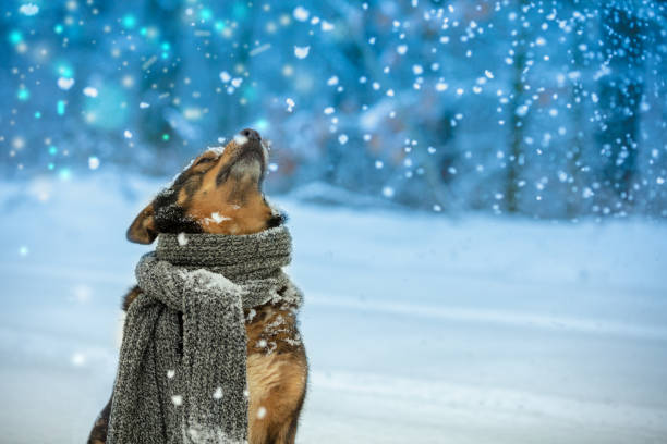 Portrait of a dog with a knitted scarf tied around the neck walking in blizzard n the forest. Dog sniffing snowflakes stock photo