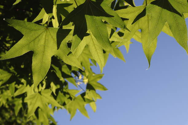 istock Green leaves on a sunny day. 1082961574