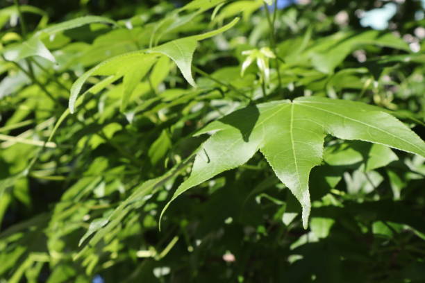 istock Green leaves on a sunny day. 1082961644