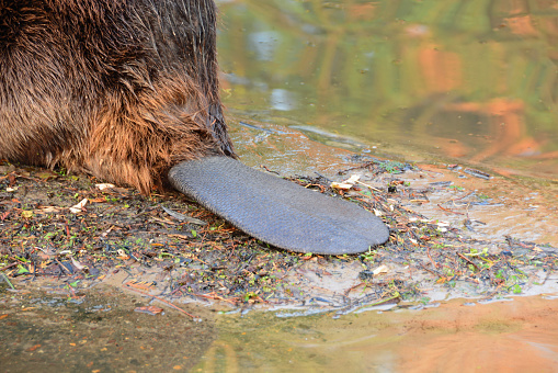 Biology: North American beaver with a paddle-shaped tail,sitting near the water`s edge.