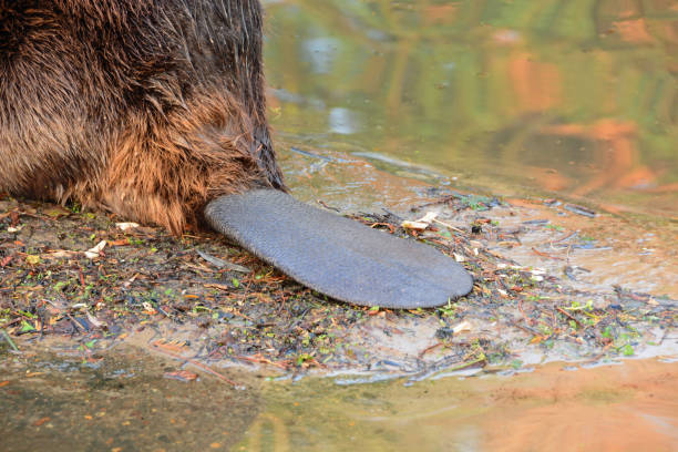 beaver with a paddle-shaped tail. - north american beaver fotos imagens e fotografias de stock