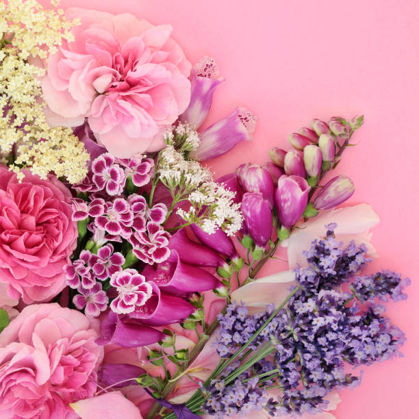 istock Beautiful Summer Flowers 1082966314