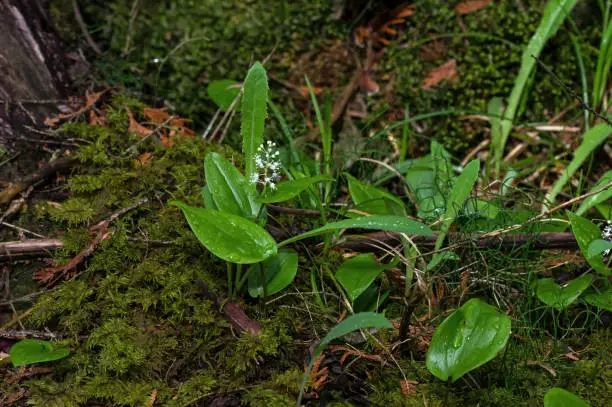 Maianthemum canadense or Canada Mayflower in Bruce Peninsula Canada. It is a dominant understory perennial flowering plant, native to the sub-boreal conifer forests in Canada and the northern USA.