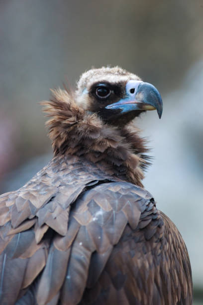 istock Cinereous Vulture (Aegypius monachus). 1082974420