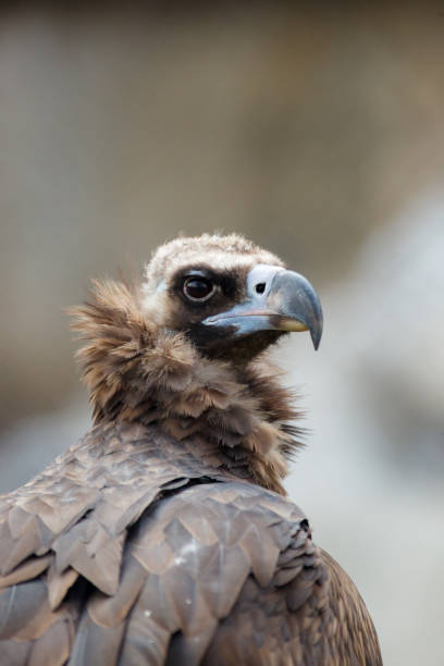 istock Cinereous Vulture (Aegypius monachus). 1082974550