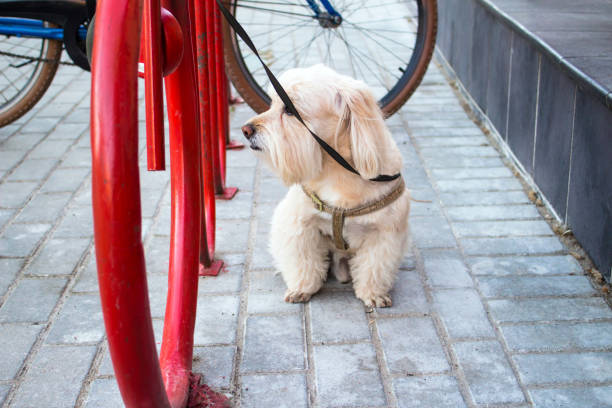 istock Little dog on a leash 1082984092
