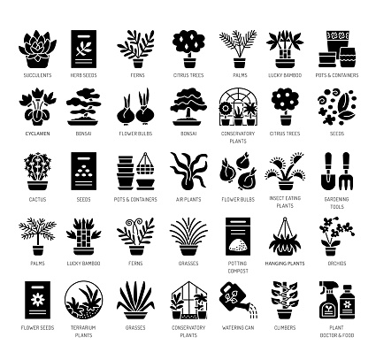 Different kinds of house plants in containers. Succulent, cactus, bamboo, palm, fern. Vector flat icon set. Isolated objects on white background