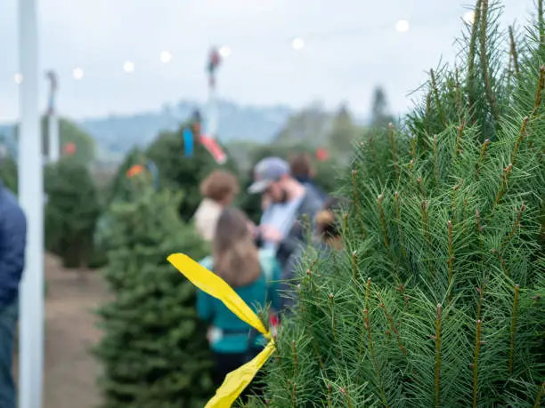 Photo of Close up of douglas fir Christmas tree at market with patrons shopping