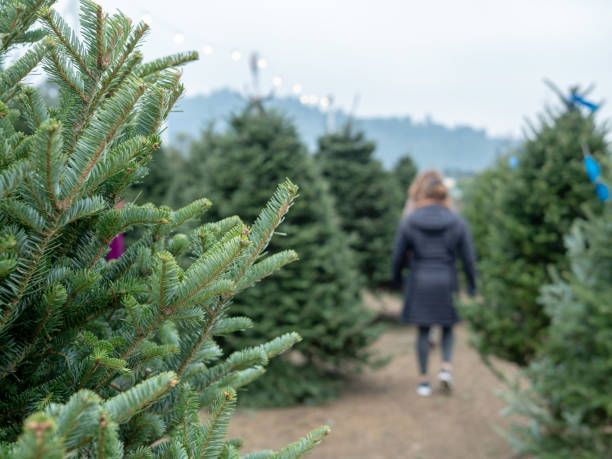 istock Patrons walk and browse a holiday Christmas tree market with focus on tree branches from douglas fir tree 1082984394
