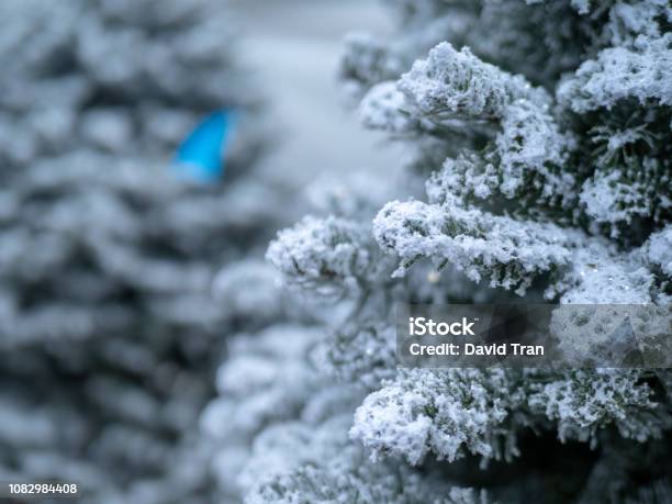 Close Up Of Christmas Tree Covered In White Flocking Spray And Powder For  Snow Look Stock Photo - Download Image Now - iStock