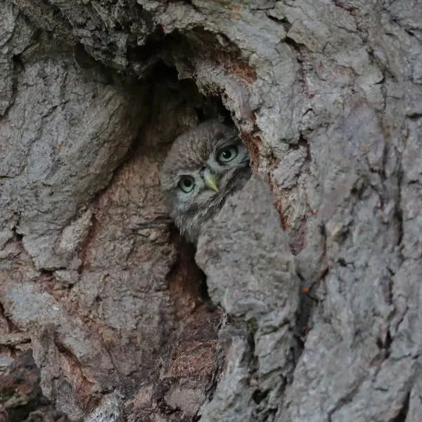Juvenile Little Owl playing peek-a-boo from nest hole