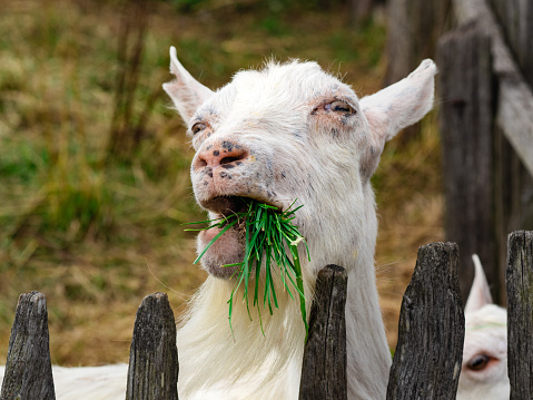 Happy white-bearded billy goat chewing on tasty fresh green grass