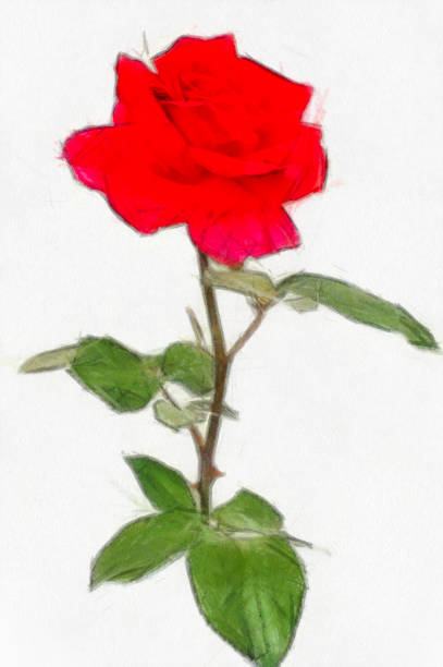 istock Watercolor drawing red Roses 1082990598