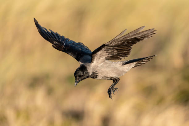 istock Hooded Crow Landing 1082993106