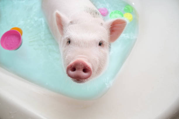 istock piggy bathes in the bath 1082996574