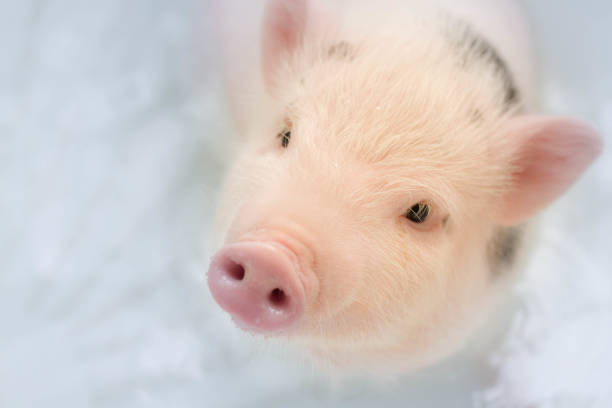 istock Piggy looks up, standing in blue water 1082996864