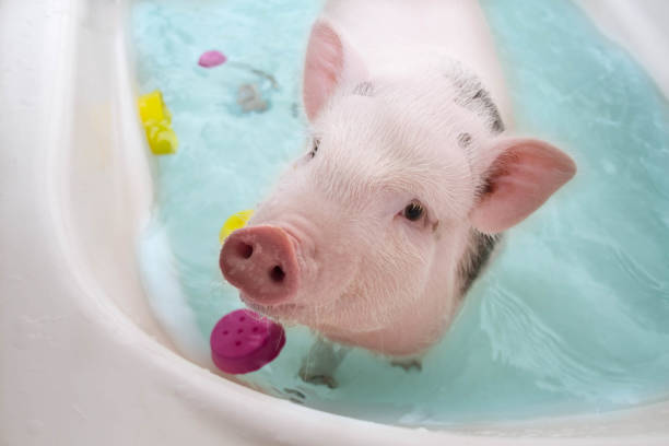 istock the piggy is bathed 1082997134