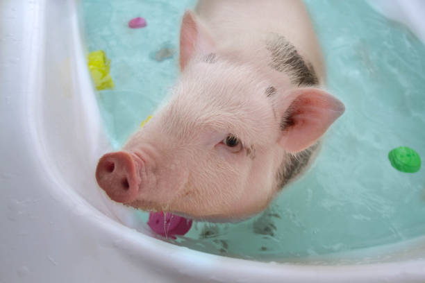 istock piggy stands in blue water 1082997546