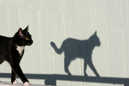 A cat walks on a sunlit railing, leaving a shadow