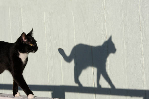 Cat and shadow stock photo