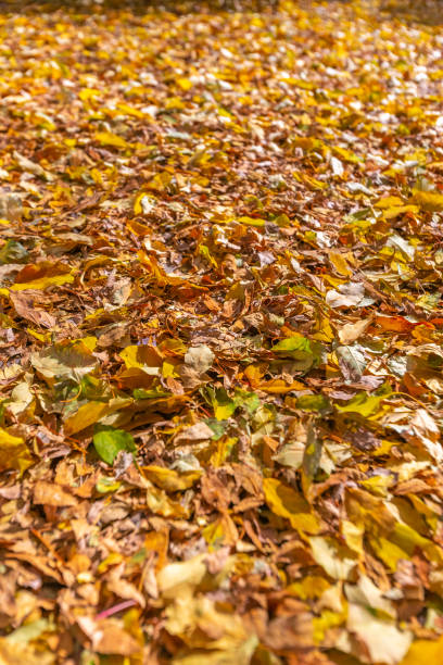 istock Leaves of all fall colors on the ground 1083002640