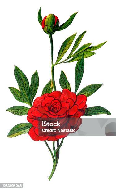 Paeonia Officinalis The Common Peony Or Garden Peony Stock Illustration - Download Image Now