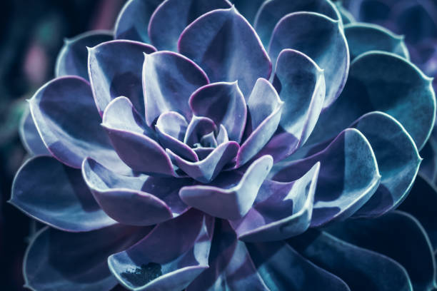 istock Rectangular arrangement of succulents; cactus succulents in a planter 1083004226