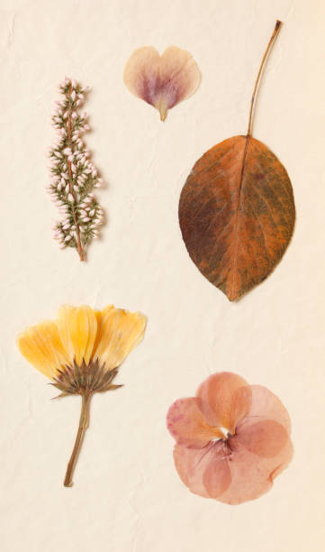 istock Dried flowers and leaves 1083006188