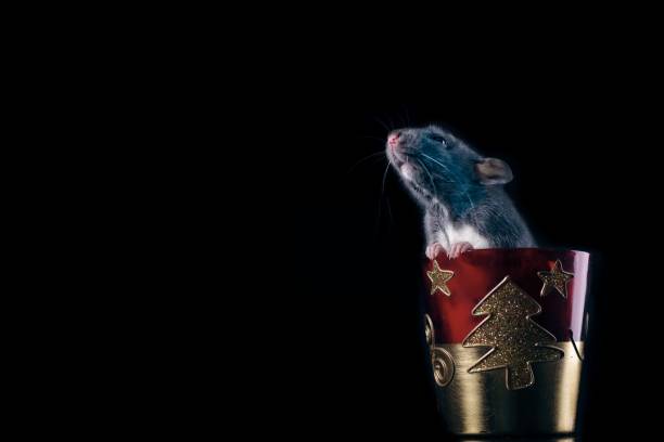 istock Cute rodent with christmas decoration isolated on black background with copy space. 1083008108