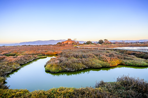Sunset view of vegetation and tidal marsh in Alviso, Don Edwards San Francisco Bay National Wildlife Refuge, San Jose, California
