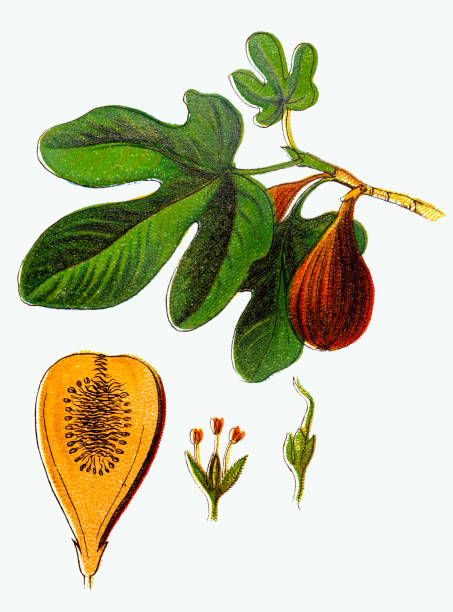 ilustrações, clipart, desenhos animados e ícones de ficus carica (figueira-comum) - brazilian culture illustrations