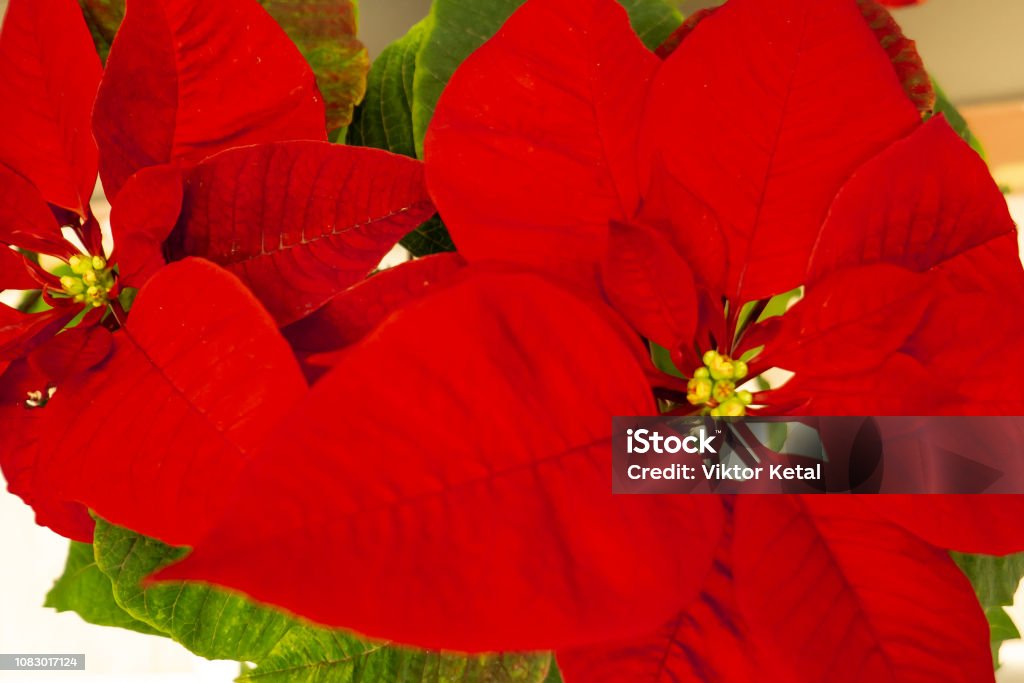 Foto de Poinsétia Linda No Vaso Flor Vermelha De Natal No Parapeito Da  Janela Estrela De Natal Flores Da Planta Interna Lindas Flores Vermelhas  Brilhantes Fundo De Vindima Criativo e mais fotos