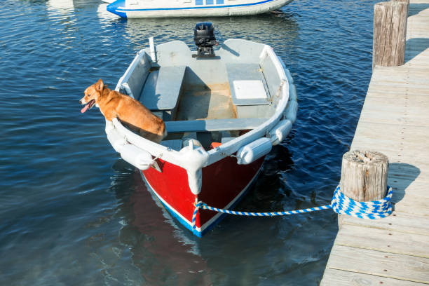 Tied red white row boat on a pier with a tan brown dog on the boat in the sea, ocean water