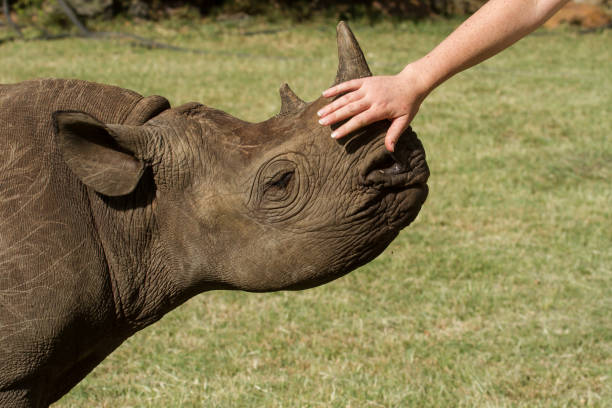 istock So what if i can not speak....... Black Rhino 1083019116