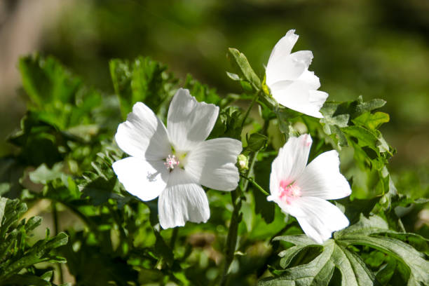 istock Pure White Wildflower in Summer 1083019766