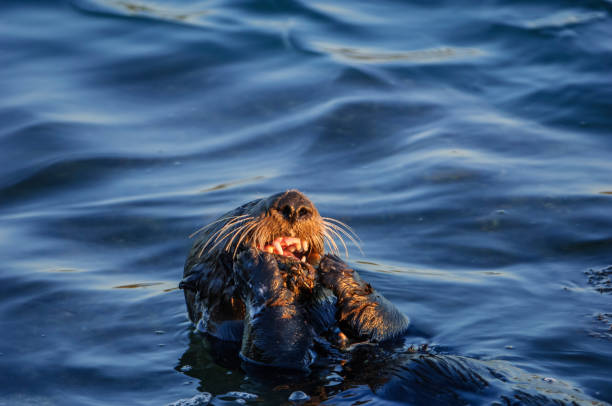 istock Close-up of Sea Otter Eating Shellfish 1083023162