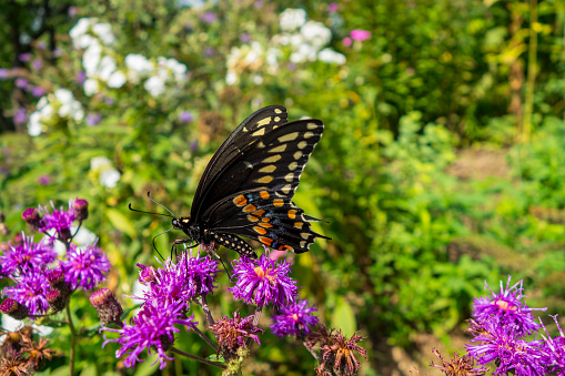 Aster genus of perennial flowering plants with Black Swallowtail (Papilio polyxenes) butterfly