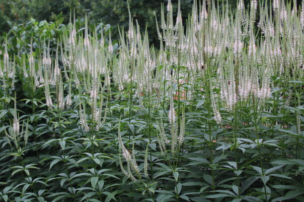 istock Picturesque plants on a meadow 1083024636