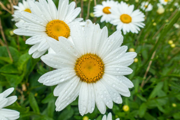 istock daisies white Petals smooth and flat with orange center 1083027132