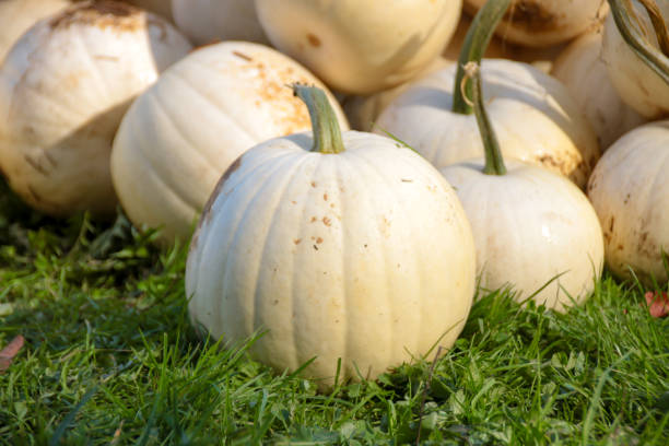 istock Late Autumn Pumpkin Harvest 1083027612
