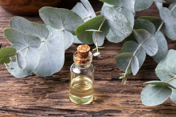 istock A bottle of eucalyptus essential oil with eucalyptus leaves 1083027752