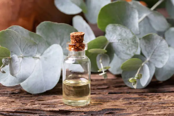 A bottle of eucalyptus essential oil with fresh eucalyptus leaves