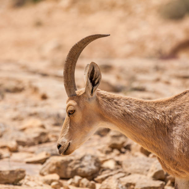 istock Nice view of Nubian ibex goat 1083045478