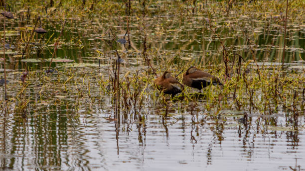 istock black bellied whistling ducks sleeping 1083046326