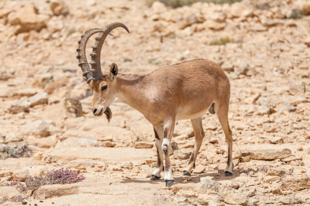 istock Nice view of Nubian ibex goat 1083052312