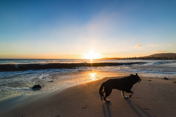 Black dog walking on the sand at sunset