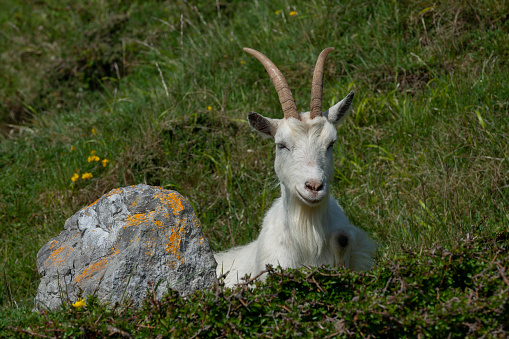 Kashmiri Mountain Goat grazing on a Rocky Mountain slope