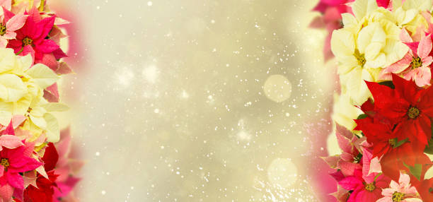 кадр из розового цветка пуансеттии или рождественской звезды - flower head poinsettia euphorbiaceae leaf стоковые фото и изображения